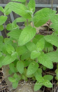 Mint is a good choice for a container herb garden.
