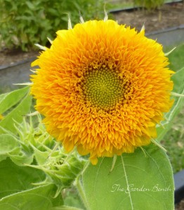 Sunflower Teddy Bear for Garden Bench